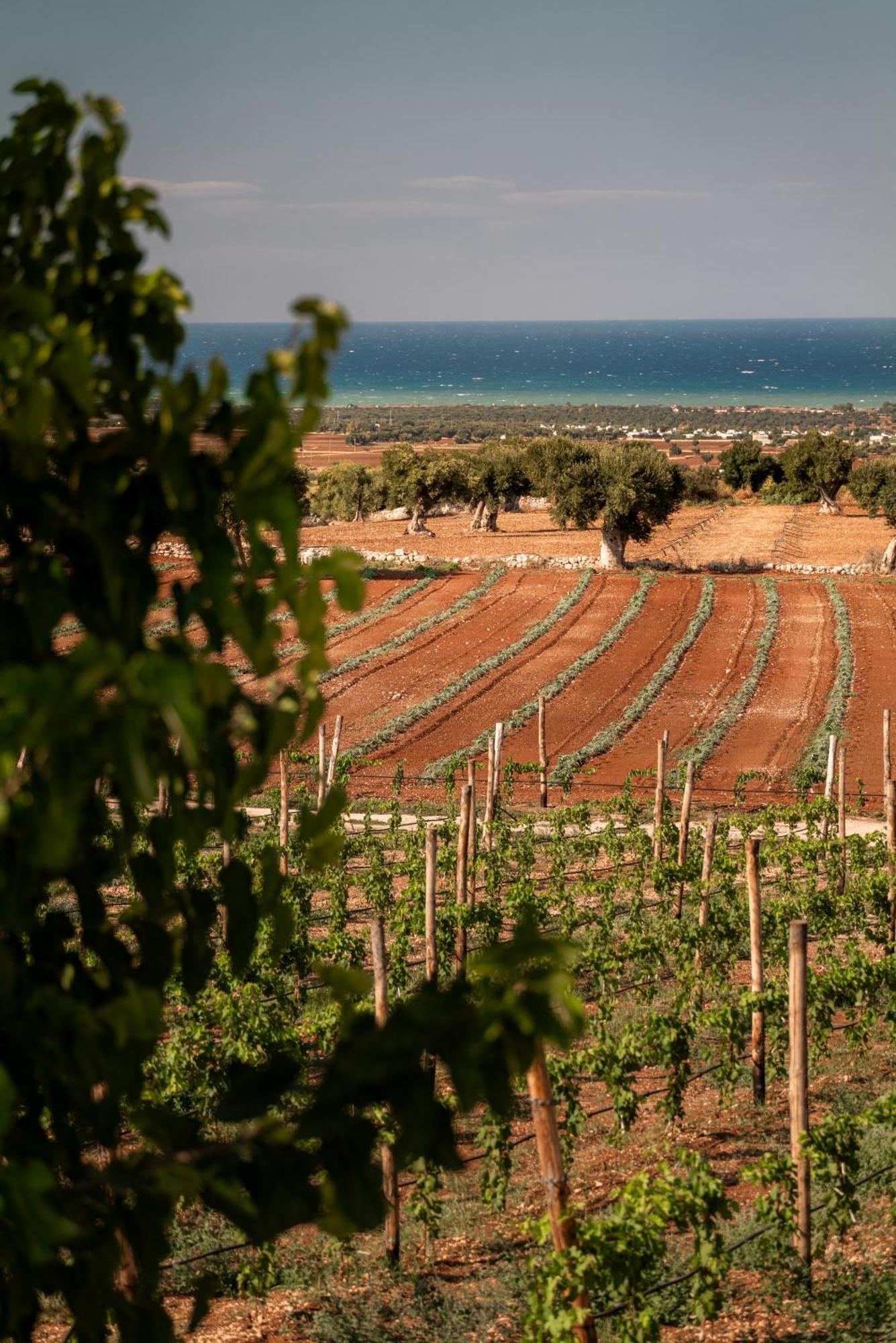 Masseria Auraterrae Polignano a Mare Eksteriør bilde